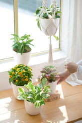 Macrame Hanging Plant Pots 3Ps